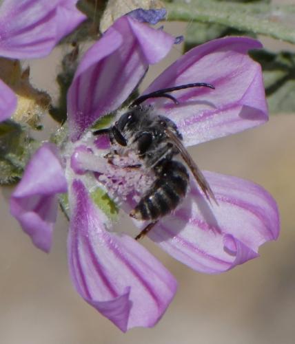 Réf. 261 669 : Tetralonia malvae